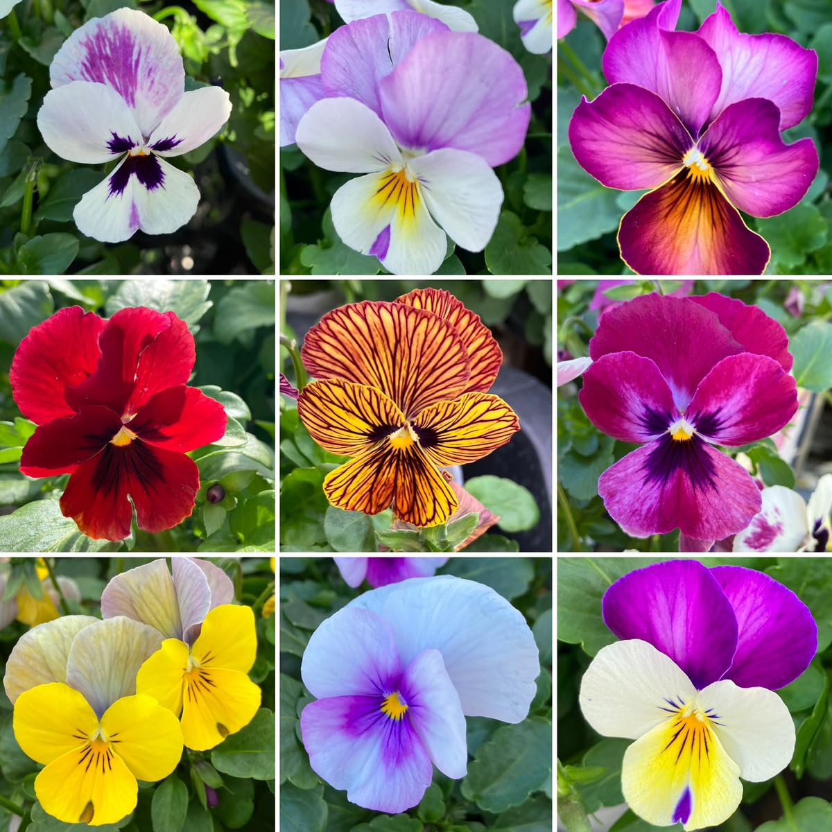 Viola　ビオラ パンジー・ビオラ 2023Autumn→2024Spring Collection